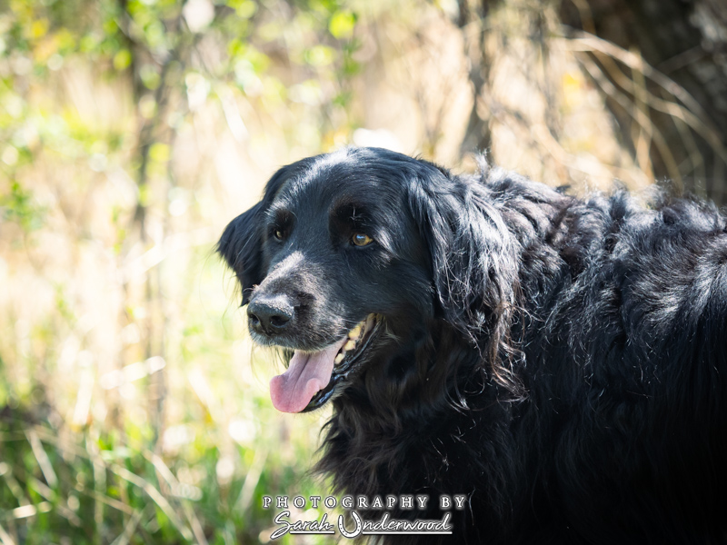 Murphy - Kamloops Dog Photography