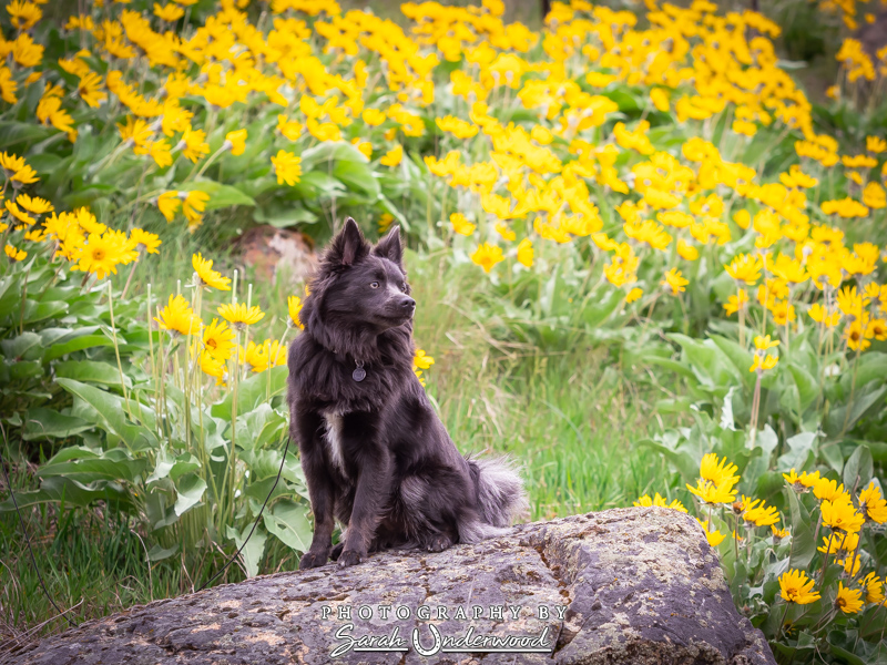 Coal - Kamloops Dog Photography