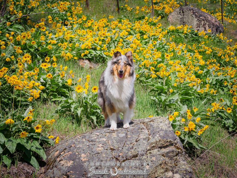 Tessa - Kamloops Dog Photography