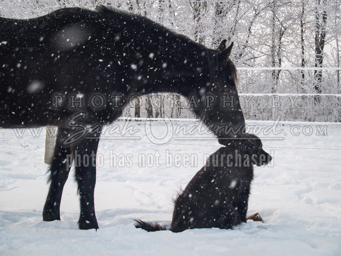 Horse Stock Photography