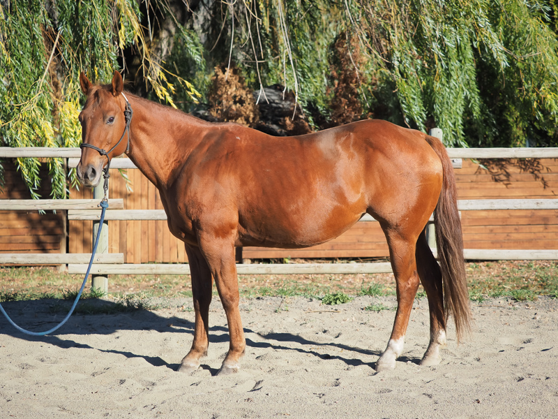 Trigger - 10 year old QH Mare for Sale