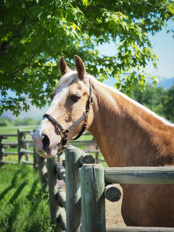 Chance - 17 year old Saddlebred gelding for sale