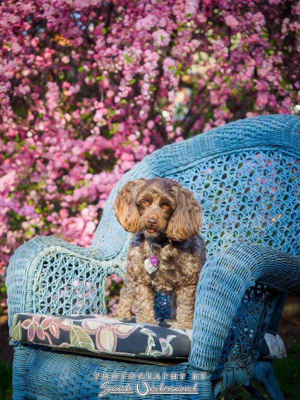 Babe - Kamloops Dog Photography