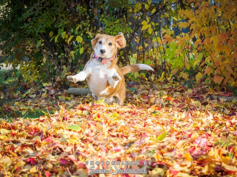 Terra - Kamloops Dog Photography