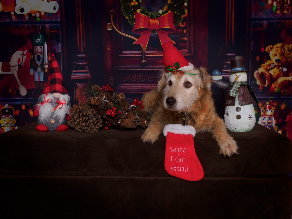 Santa Paws Photos at SRD K9s | Santa-Forest04.jpg