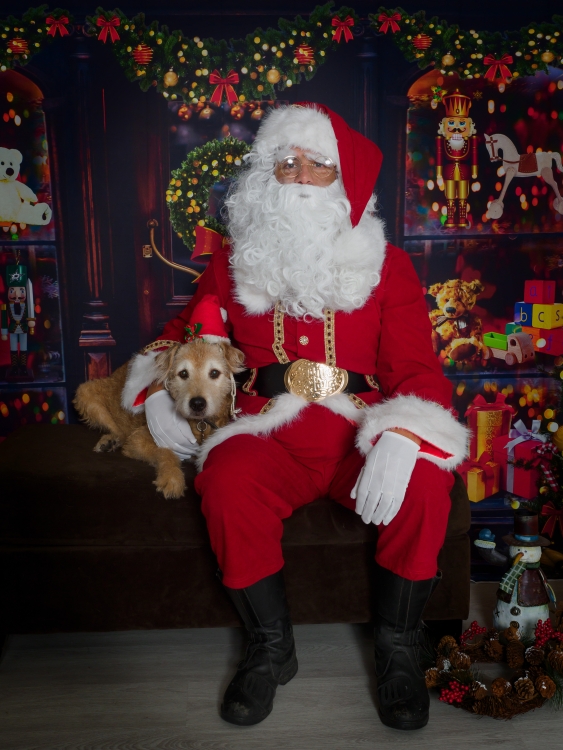 Santa Paws Photos at SRD K9s | Santa-Forest02.jpg