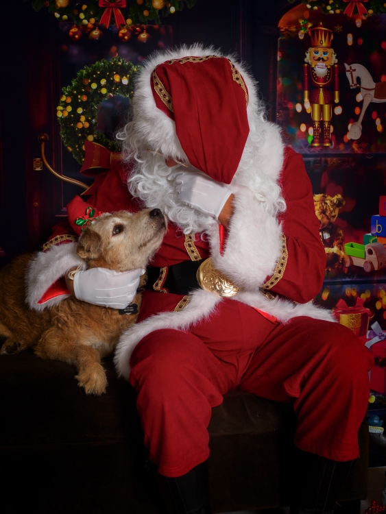 Santa Paws Photos at SRD K9s | Santa-Forest01.jpg