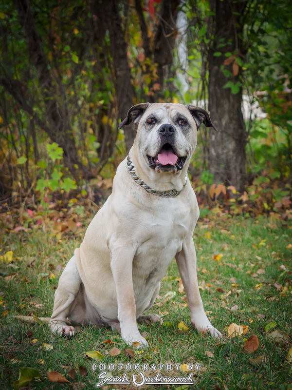 Titan - Kamloops Dog Photography