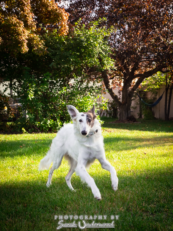 June - Kamloops Dog Photography